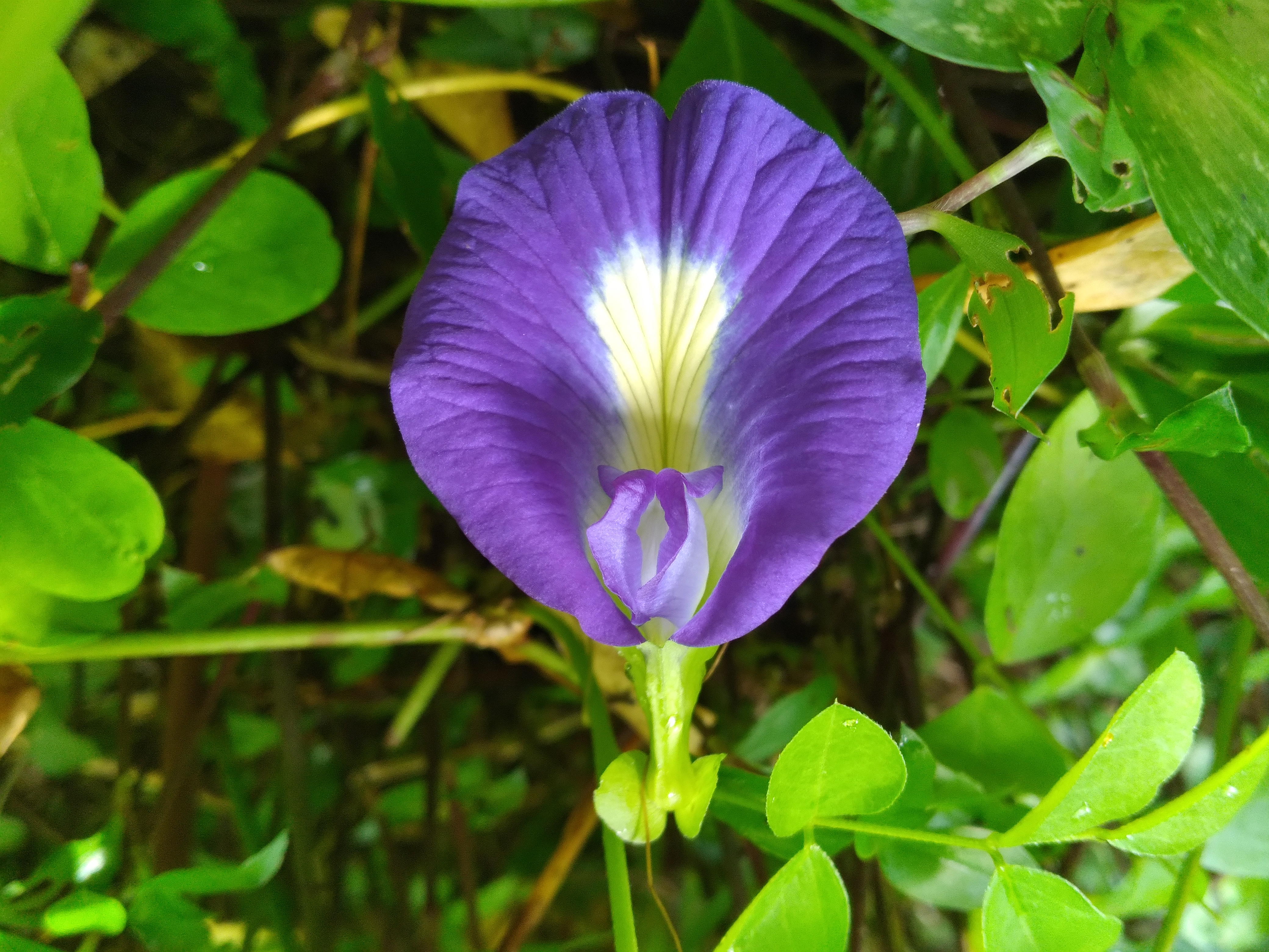 Clitoria