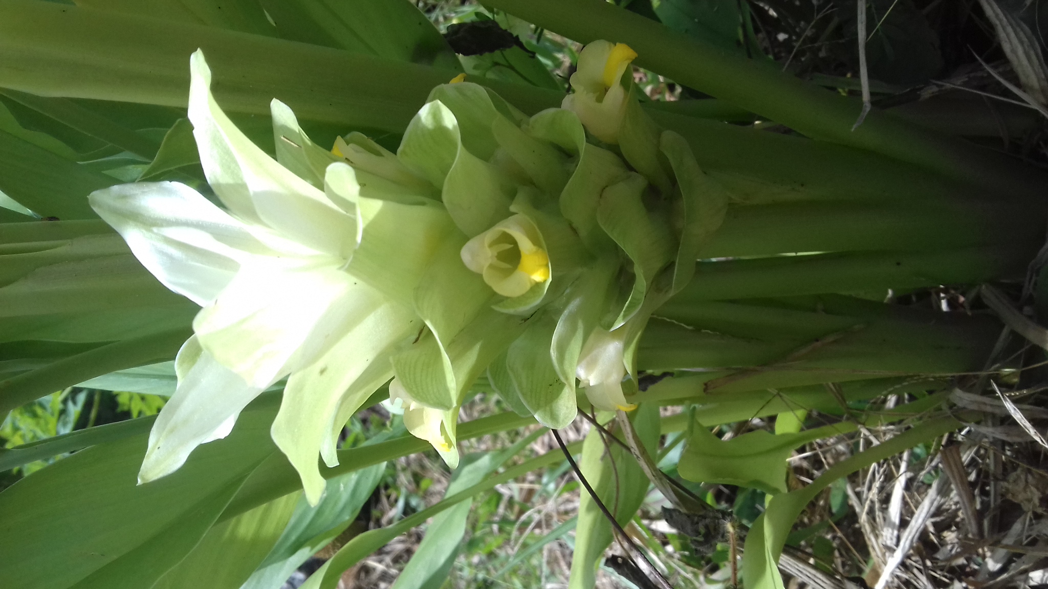 Curcuma