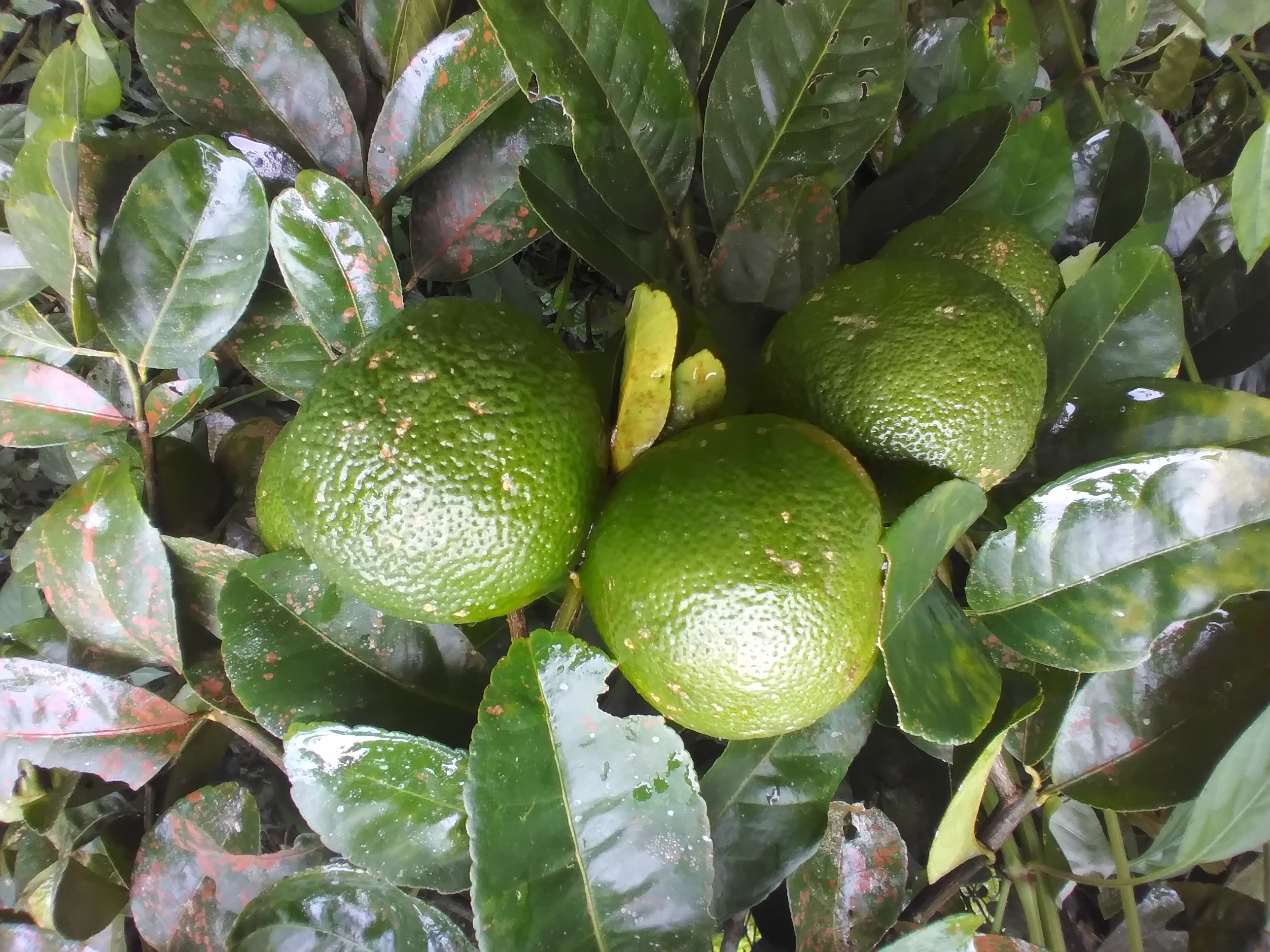 Limón