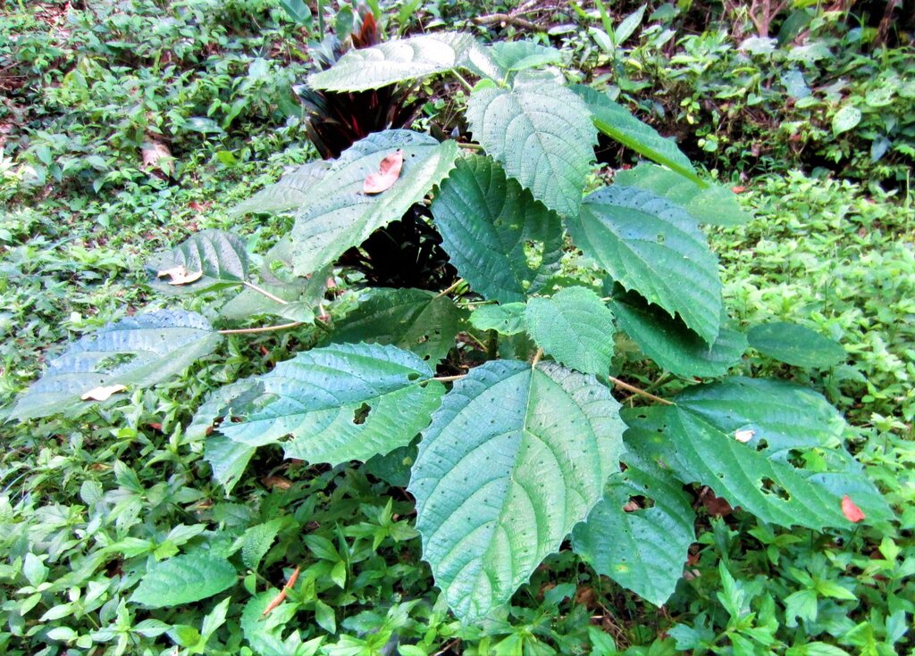 Ortiga