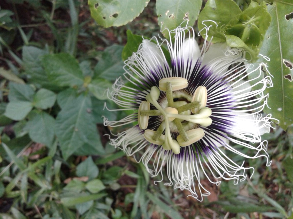Passiflora / Maracuya