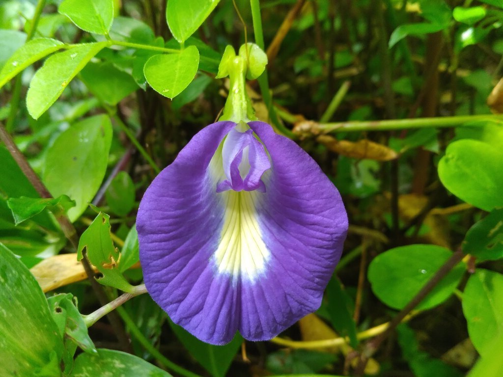 Clitoria