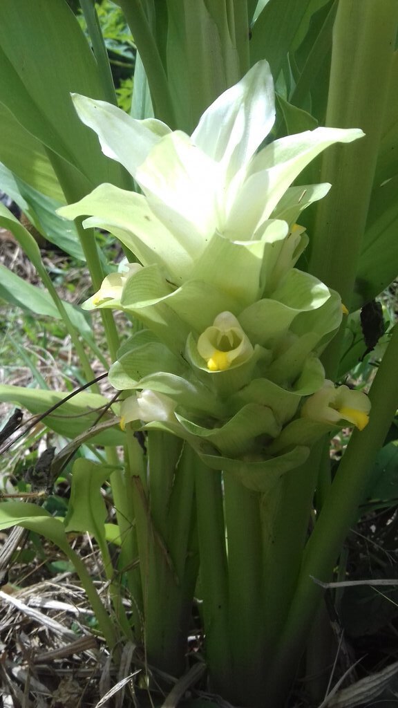 Curcuma