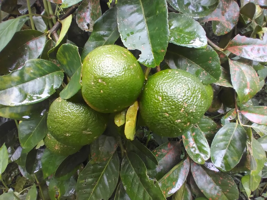 Limón