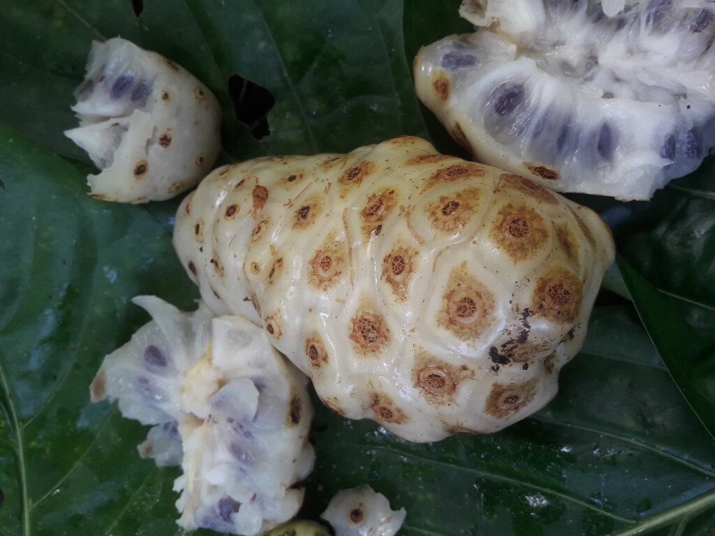 Noni