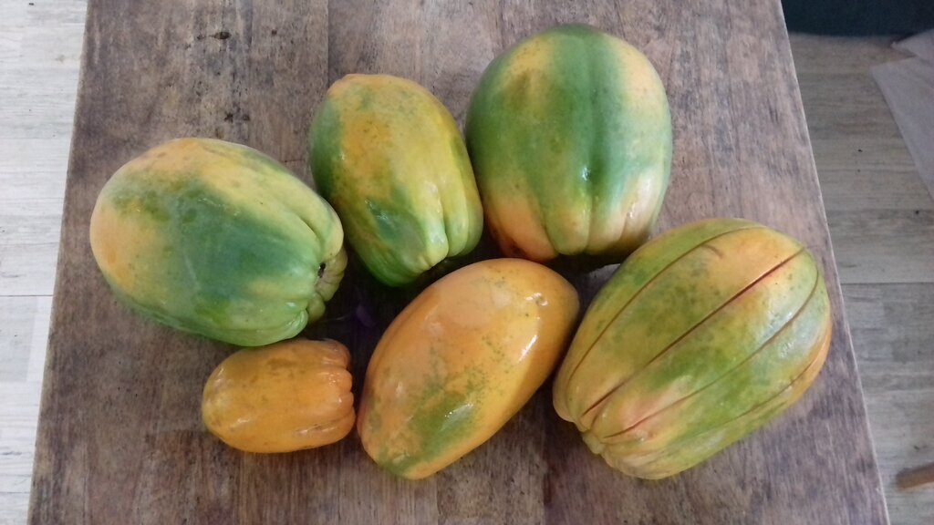 Papaya