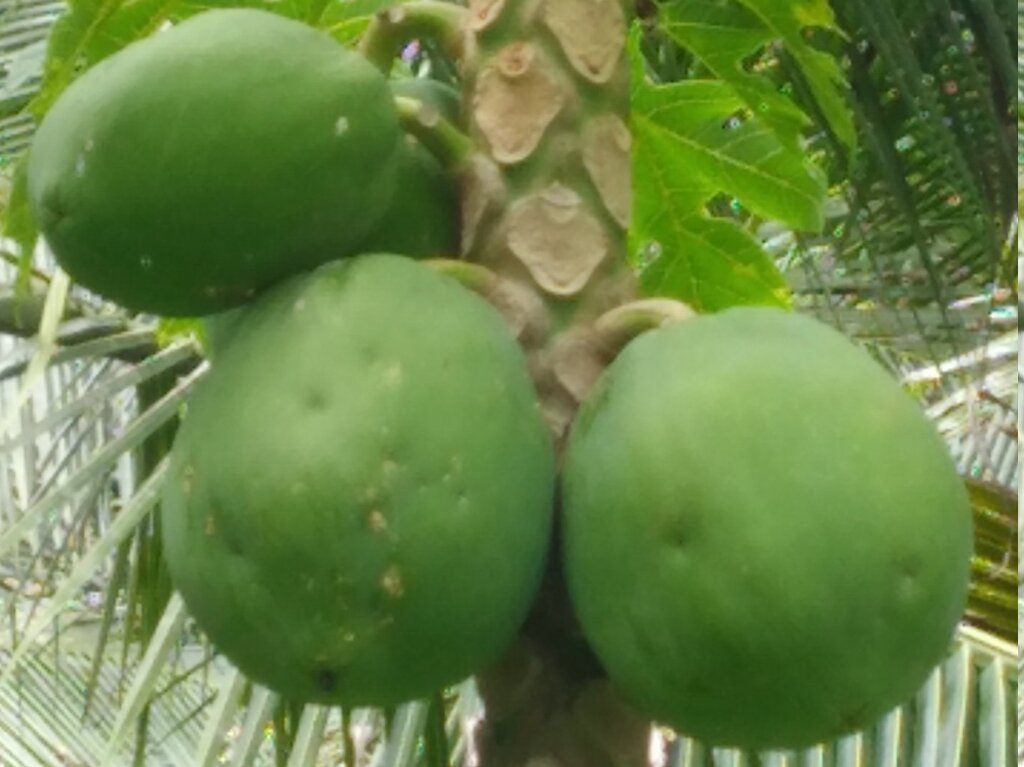 Papaya