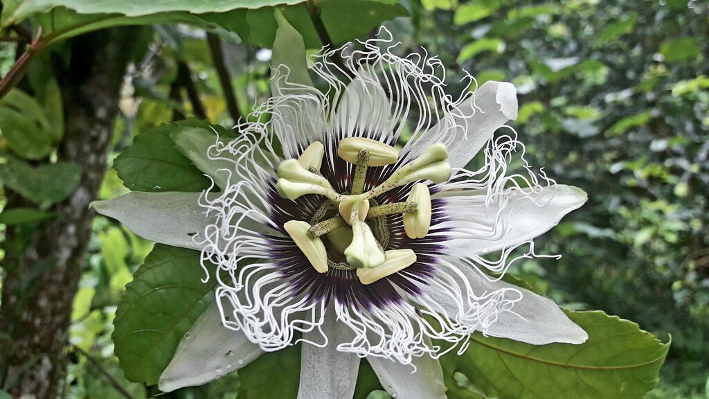 Passiflora / Maracuya