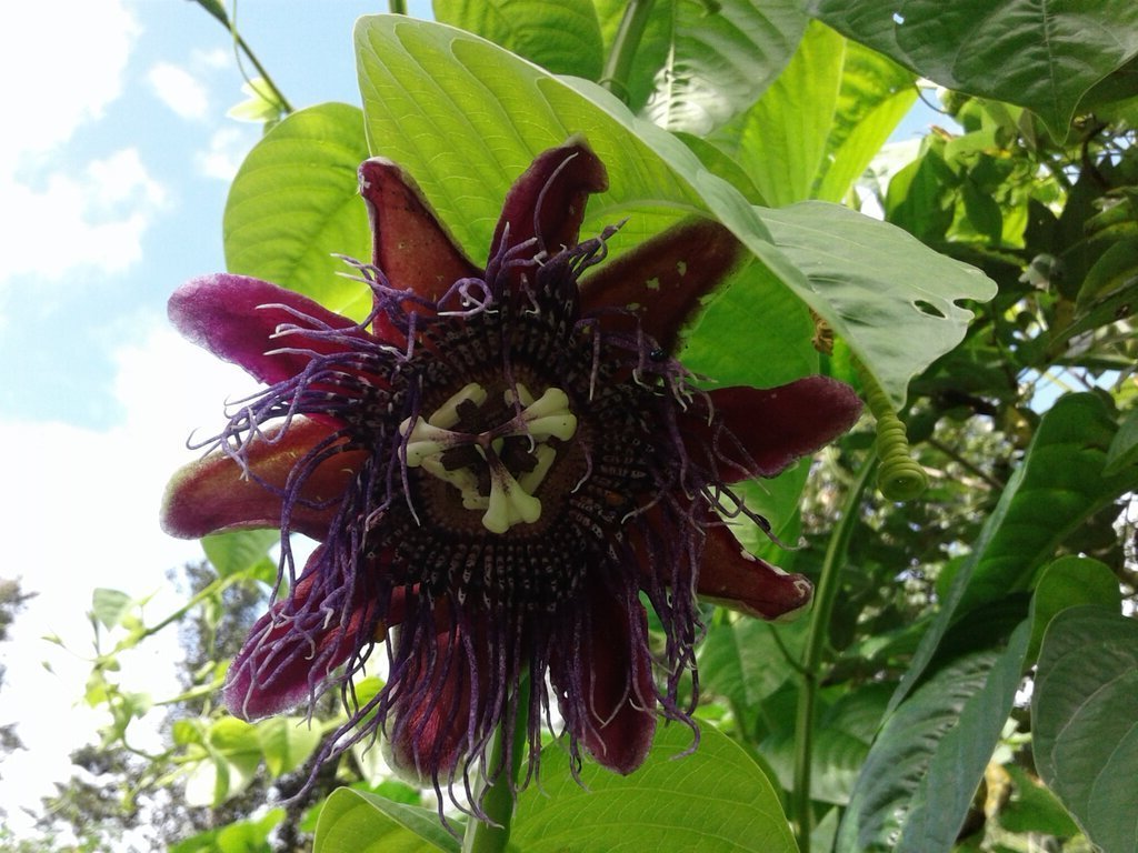 Passiflora / Maracuya