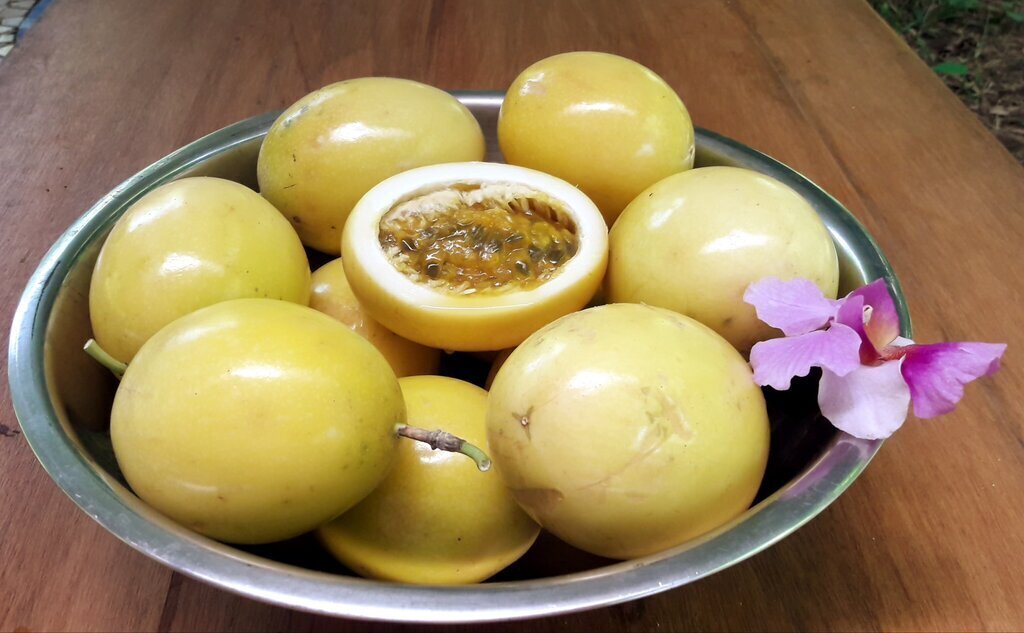 Passiflora / Maracuya